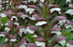 Acanthus spinosa